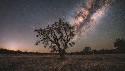 outdoors,sky,cloud,tree,no humans,night,grass,star (sky),nature,night sky,scenery,starry sky,sunset,field,twilight,gradient sky,milky way