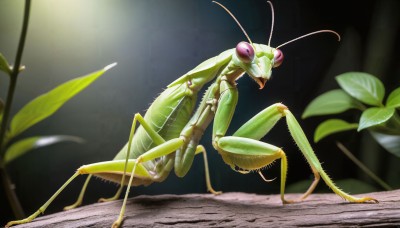 HQ,solo,open mouth,standing,full body,blurry,pokemon (creature),no humans,leaf,bug,plant,claws,light rays,realistic,antennae,animal focus,outdoors,watermark,sunlight,nature