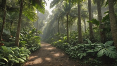 outdoors,day,tree,no humans,leaf,sunlight,plant,nature,scenery,forest,light rays,palm tree,bush,shade,dappled sunlight,grass,road,path