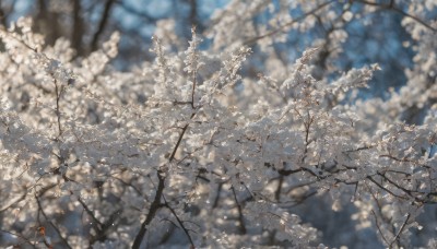 outdoors,day,blurry,tree,no humans,depth of field,blurry background,leaf,sunlight,cherry blossoms,nature,scenery,branch,flower,from above,white flower,dappled sunlight,still life