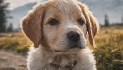 solo,closed mouth,outdoors,sky,day,cloud,blurry,black eyes,collar,tree,no humans,depth of field,blurry background,animal,grass,portrait,nature,dog,realistic,field,animal focus,looking at viewer,close-up,fluffy