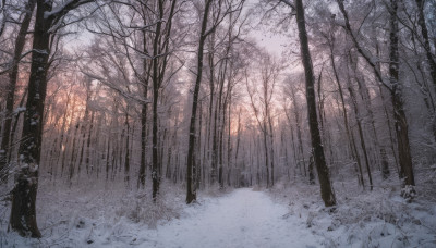 outdoors, tree, no humans, nature, scenery, snow, forest, bamboo, winter