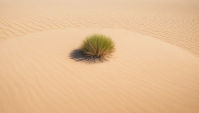 outdoors,water,no humans,shadow,ocean,beach,plant,scenery,sand,waves,shore,solo,simple background,white background,bird,leaf,traditional media,close-up,orange background,still life,desert