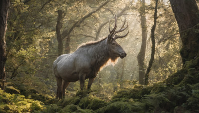 outdoors, day, tree, no humans, animal, nature, scenery, forest, realistic, antlers, deer