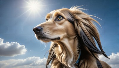 HQ,solo,brown eyes,yellow eyes,outdoors,sky,day,cloud,signature,collar,blue sky,no humans,animal,sunlight,looking up,dog,realistic,sun,animal focus,whiskers,closed mouth,cloudy sky