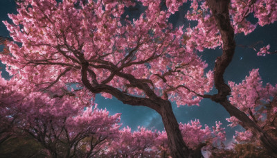 outdoors, sky, tree, no humans, night, cherry blossoms, star (sky), night sky, scenery, starry sky