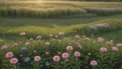 flower,outdoors,day,no humans,sunlight,grass,nature,scenery,pink flower,blue flower,yellow flower,purple flower,field,flower field,leaf,plant,white flower