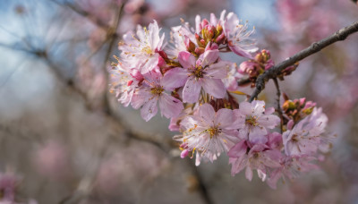 flower, outdoors, day, blurry, tree, no humans, depth of field, blurry background, white flower, cherry blossoms, scenery, pink flower, realistic, branch, still life