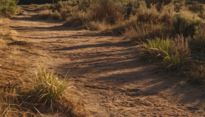 outdoors,day,tree,no humans,shadow,traditional media,grass,plant,nature,scenery,forest,road,path