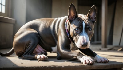 HQ,solo,looking at viewer,blue eyes,closed mouth,full body,day,indoors,blurry,collar,no humans,window,depth of field,blurry background,animal,cat,realistic,animal focus,brown eyes,lying,watermark,sunlight,claws,dog,animal collar