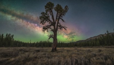 outdoors,sky,cloud,tree,no humans,night,grass,star (sky),nature,night sky,scenery,forest,starry sky,field,bare tree,landscape,milky way