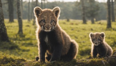 looking at viewer,closed mouth,full body,outdoors,day,blurry,black eyes,tree,no humans,depth of field,blurry background,animal,grass,nature,forest,realistic,animal focus,signature,tanuki