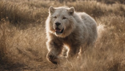 solo,looking at viewer,open mouth,full body,outdoors,tongue,blurry,no humans,animal,fangs,grass,nature,running,realistic,animal focus,brown theme,lion,signature