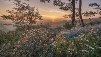 flower,outdoors,sky,cloud,tree,no humans,sunlight,cloudy sky,grass,plant,red flower,nature,scenery,forest,sunset,mountain,purple flower,sun,field,landscape,mountainous horizon,orange flower,gradient sky,orange sky,horizon,flower field,sunrise