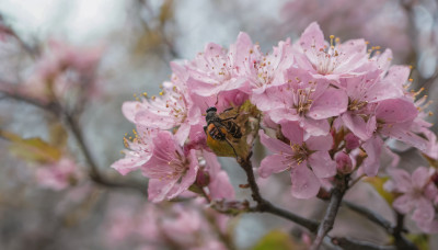 solo, 1boy, flower, blurry, tree, no humans, depth of field, cherry blossoms, pink flower, realistic, branch