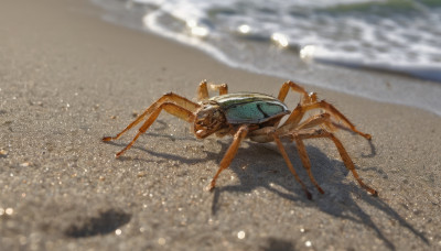 outdoors, blurry, no humans, animal, beach, bug, robot, realistic, sand, crab