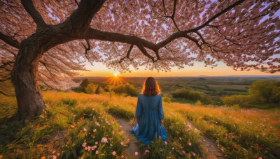 1girl, solo, long hair, brown hair, dress, sitting, flower, outdoors, sky, from behind, tree, blue dress, sunlight, grass, scenery, pink flower, sunset, sun, facing away, field