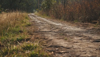 outdoors,day,blurry,tree,no humans,depth of field,grass,plant,nature,scenery,forest,rock,road,river,path,leaf