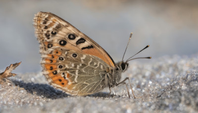 outdoors, wings, sky, blurry, no humans, depth of field, animal, bug, flying, realistic, antennae