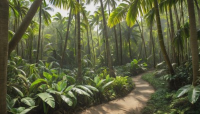 outdoors,sky,day,tree,no humans,shadow,leaf,sunlight,grass,plant,nature,scenery,forest,palm tree,bush,shade,traditional media,road,path