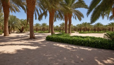 outdoors,sky,day,cloud,tree,blue sky,no humans,shadow,beach,sunlight,grass,plant,nature,scenery,forest,sand,palm tree,bush,shade,summer,dappled sunlight,tree shade,road,path