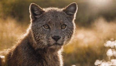 solo,looking at viewer,closed mouth,yellow eyes,outdoors,signature,blurry,no humans,depth of field,blurry background,animal,cat,portrait,realistic,animal focus,whiskers,close-up