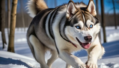 HQ,looking at viewer,blue eyes,outdoors,tongue,tongue out,blurry,tree,no humans,depth of field,blurry background,animal,snow,dog,realistic,animal focus,winter,solo,open mouth,tail,collar