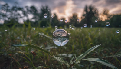 flower, outdoors, sky, day, cloud, blurry, no humans, depth of field, cloudy sky, grass, plant, scenery, bubble