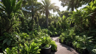 outdoors,sky,day,tree,no humans,shadow,leaf,sunlight,plant,nature,scenery,potted plant,road,bush,grass,forest,path