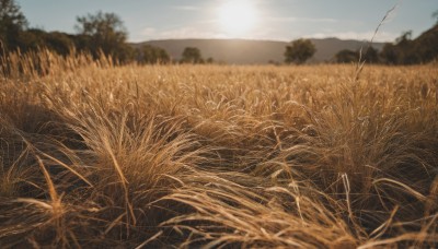 outdoors,sky,day,cloud,blurry,tree,blue sky,no humans,depth of field,grass,nature,scenery,sunset,mountain,field,sunlight,sun,landscape,wheat