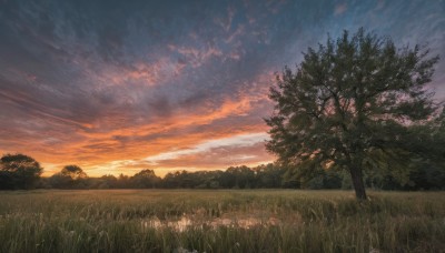 flower,outdoors,sky,cloud,tree,no humans,cloudy sky,grass,nature,scenery,forest,sunset,bush,field,twilight,evening,gradient sky,orange sky,blue sky,landscape