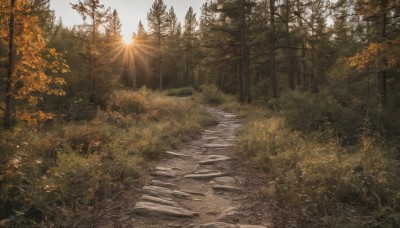 outdoors,sky,day,tree,no humans,leaf,sunlight,grass,plant,nature,scenery,forest,light rays,stairs,sun,road,bush,autumn leaves,autumn,path,cloud,sunset,landscape