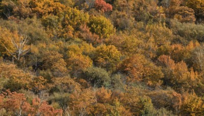 outdoors,tree,no humans,leaf,traditional media,grass,nature,scenery,forest,painting (medium),autumn leaves,watercolor (medium),autumn,landscape