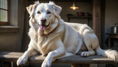 HQ,looking at viewer,open mouth,blue eyes,tongue,indoors,tongue out,collar,no humans,window,animal,table,dog,realistic,lamp,animal focus,red collar,animal collar,solo,lying,blurry,blurry background,on stomach