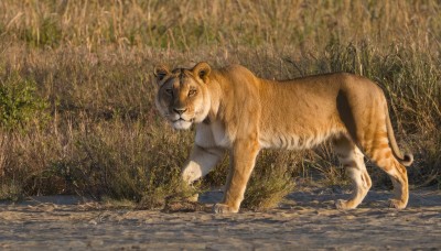 solo,looking at viewer,full body,outdoors,day,no humans,animal,cat,grass,plant,nature,realistic,animal focus,tiger,standing,water