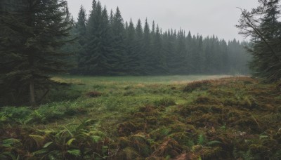 outdoors,sky,day,cloud,tree,no humans,sunlight,grass,plant,nature,scenery,forest,mountain,landscape,cloudy sky,field