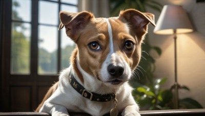 HQ,solo,looking at viewer,brown eyes,day,indoors,blurry,collar,no humans,window,depth of field,blurry background,animal,plant,dog,realistic,leash,potted plant,lamp,animal focus,animal collar,jewelry,earrings,cat,black collar,shiba inu