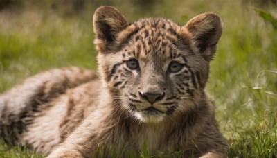 solo,looking at viewer,brown eyes,closed mouth,outdoors,lying,day,blurry,no humans,depth of field,blurry background,animal,grass,on stomach,nature,realistic,animal focus,whiskers,tiger,cat,plant