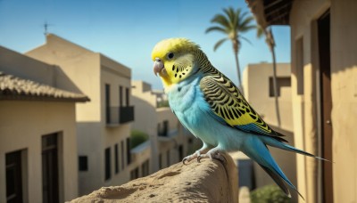 HQ,solo,outdoors,sky,day,blurry,tree,blue sky,no humans,depth of field,blurry background,bird,animal,building,realistic,palm tree,house,animal focus,beak,looking at viewer,window,scenery,power lines