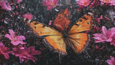 flower, wings, blurry, no humans, depth of field, bug, butterfly, light particles, pink flower, water drop, butterfly wings