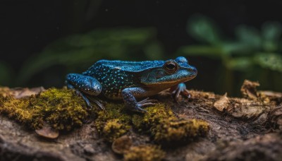 solo,blue hair,outdoors,blurry,no humans,depth of field,blurry background,animal,scenery,rock,realistic,oversized animal,turtle,1girl,nature,wide shot,alien,moss