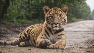 solo,looking at viewer,closed mouth,full body,outdoors,lying,day,blurry,tree,no humans,depth of field,blurry background,animal,on stomach,nature,forest,realistic,animal focus,tiger,year of the tiger,signature