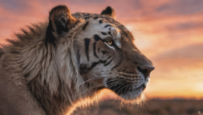 outdoors, sky, cloud, signature, blurry, no humans, blurry background, animal, sunset, realistic, animal focus, whiskers, tiger