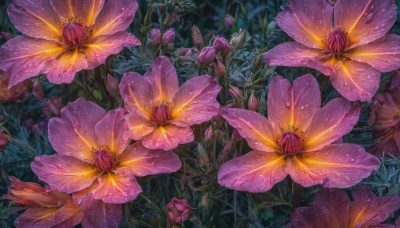 flower, outdoors, blurry, no humans, depth of field, leaf, plant, nature, scenery, pink flower, water drop, realistic, purple flower, still life