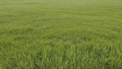 outdoors,day,no humans,traditional media,grass,nature,scenery,field,green theme,plant