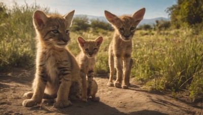 looking at viewer,blue eyes,closed mouth,standing,outdoors,sky,day,signature,blurry,tree,blue sky,no humans,depth of field,blurry background,shadow,animal,cat,grass,nature,scenery,realistic,road,animal focus,flower,plant