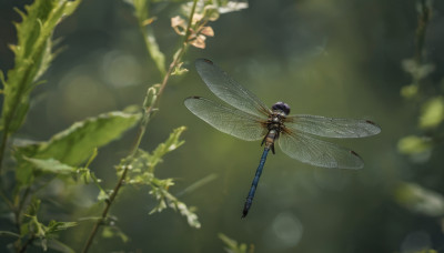 1girl, solo, flower, wings, blurry, depth of field, blurry background, bug, flying, antennae, insect wings