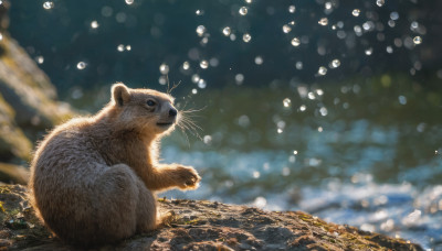 outdoors, sky, cloud, blurry, no humans, animal, scenery, bubble, realistic, animal focus, whiskers