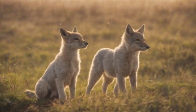 closed mouth,outdoors,day,signature,blurry,black eyes,no humans,depth of field,blurry background,animal,grass,nature,realistic,animal focus,wolf,standing,full body,profile,sunlight,field,fox