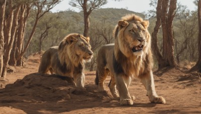 outdoors,sky,day,tree,pokemon (creature),no humans,animal,fangs,nature,forest,realistic,animal focus,lion,signature,scar,scar across eye